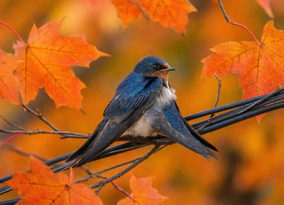 Swallow on the Wire