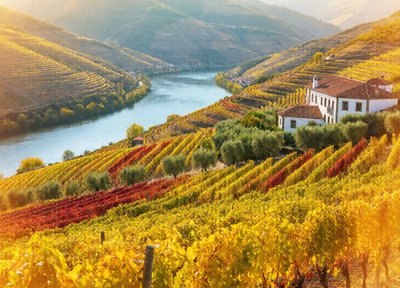 Douro Valley Terraces