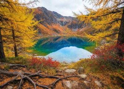 Golden Larches