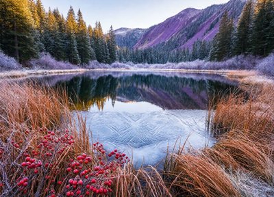 Frosted Reeds