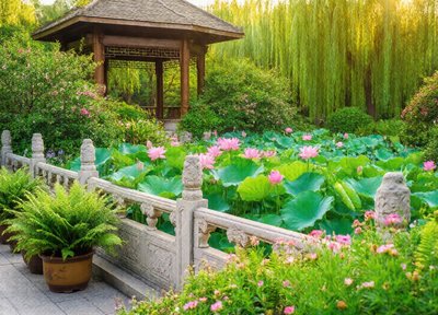 Lotus Pavilion