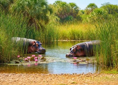 Hippo Lagoon