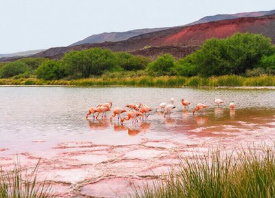 Flamingo Shore