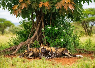 Wild Dog Rest