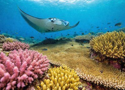 Manta Reef