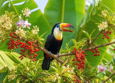 Toucan Orchard