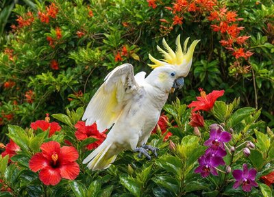 Cockatoo Garden