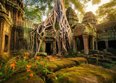 Angkor Roots