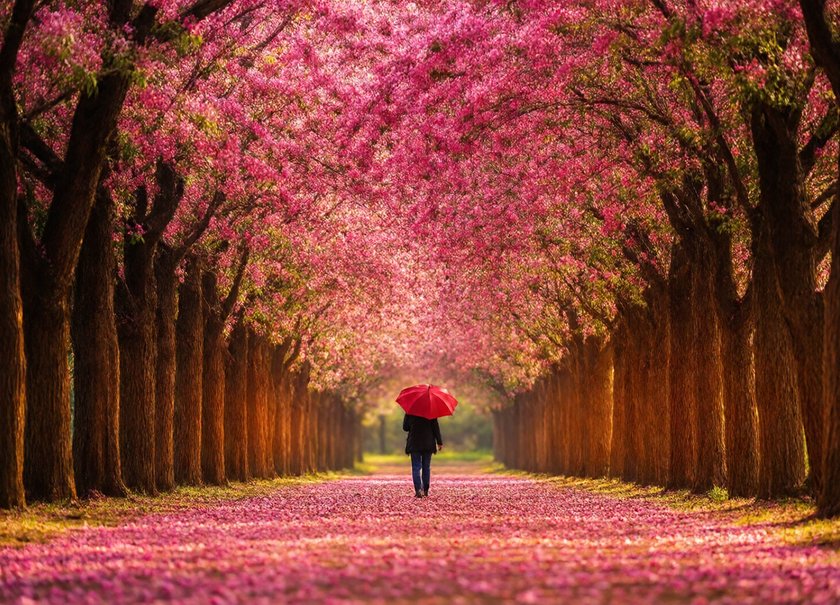 Blossom Avenue