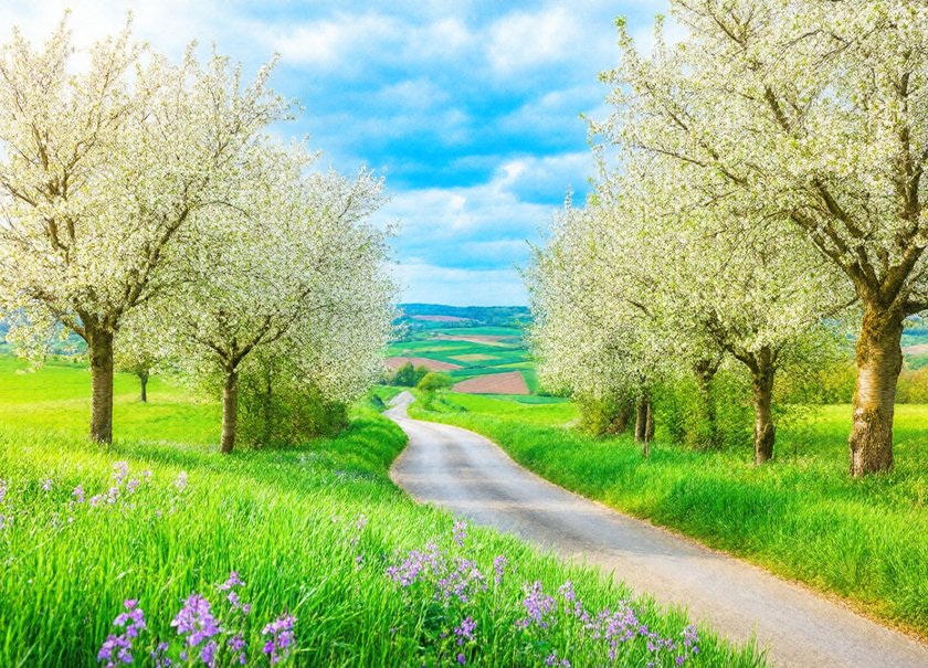 Cherry Blossom Road