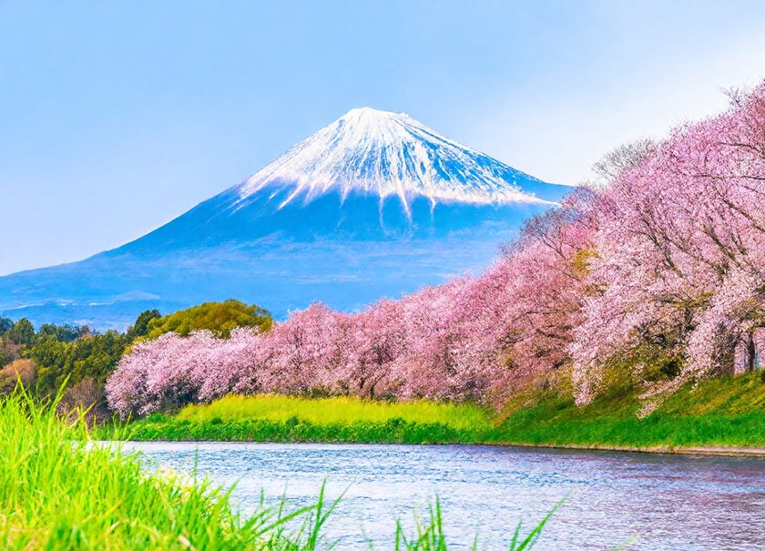 Fuji Blossom River